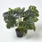 HOMESCAPES Pianta artificiale finta pianta verde Monstera in vaso, 60 cm