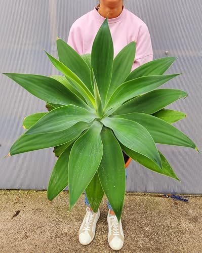 POWERS TO FLOWERS - AGAVE ATTENUATA, VASO 24CM DIAMETRO, pianta vera