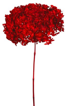 Annabelle Hortensie 1 Stück natürlich getrocknete Dekorationen Blumenarrangement (rot)