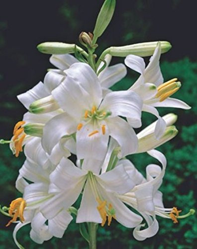 Madonnenlilie Lilium candidum Lilienzwiebeln (1 Blumenzwiebel)
