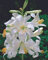 Madonnenlilie Lilium candidum Lilienzwiebeln (1 Blumenzwiebel)