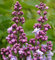 Edelflieder Blue Skies - Kircher-Collection 40-60cm - Syringa vulgaris