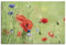 ARTLAND Wanddeko Leinwand Bilder Wandbild 90x60 cm Natur Sommer Garten Pflanzen Blumen Blumenwiese Mohnblume U5HN