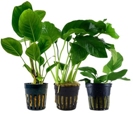 AquaOne Anubias caladiifolia angustifolia barteri nana Lot de 3 plantes d'aquarium Anubias caladiifolia angustifolia barteri nana