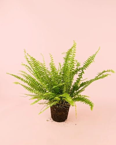 Helecho de Boston | Nefrolepis | Plantas Naturales Interior | Pur Plant