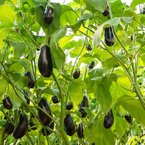 Aubergine Black Beauty Seeds – High-Yield & Easy to Grow – Fresh Tasty Vegetables – for Your Kitchen Garden