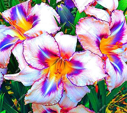 ChinaMarket 100 PC/bolsa de semillas Hemerocallis Hemerocallis rojizo plantación de plantas en maceta de flores jardín de flores Semillas Bonsai Pot regalo