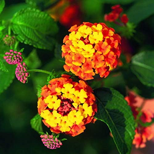 Pianta Lantana MIX Colori Vaso 14cm, Altezza 15/25cm