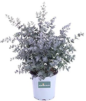 Pianta di Eucalipto o Eucalyptus Gunnii Pianta da esterno in vaso cespuglio o alberello da giardino vera venduta da eGarden.store (Eucalipto vaso 17cm)