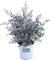 Pianta di Eucalipto o Eucalyptus Gunnii Pianta da esterno in vaso cespuglio o alberello da giardino vera venduta da eGarden.store (Eucalipto vaso 17cm)