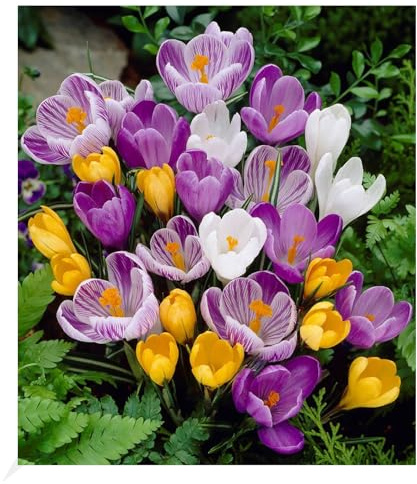 BALDUR Garten Großblumiger Krokus-Mix 30 Zwiebeln,30 Zwiebeln Crocus vernus, Blumenzwiebeln, winterhart, pflegeleicht, blühend, Frühblüher, großblumig