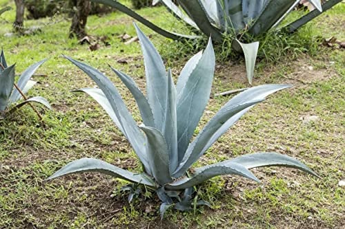 Agave blu “agave americana”, Piante vere da esterno, Pianta grassa in vaso 7x7 cm, Vivaio di Castelletto