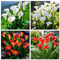 Bulbos de cala - Colores variados - Juego de varios bulbos - Plantas perennes de floración estival-2bulbos-B