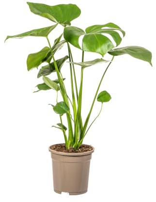 Monstera Deliciosa Tauerii Pianta da Interno, Foglie Verdi, Ø17cm, 50-70cm
