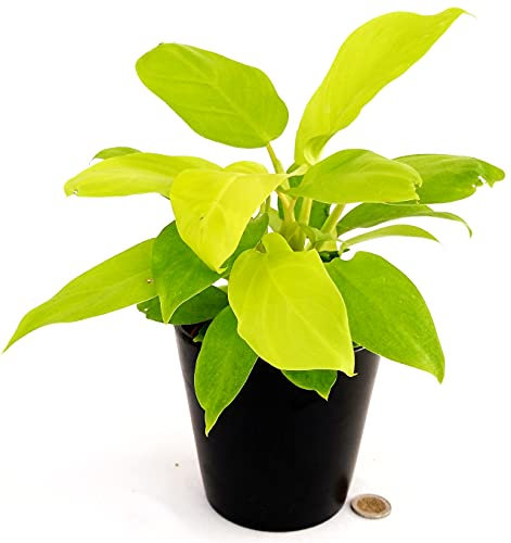 POWERS TO FLOWERS - PHILODENDRON, PHYLODENDRON, MONSTERA LEMON, Vaso 13cm, pianta vera