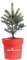 Pianta di Picea Pungens Blue Pianta di Abete Blu albero da esterno albero ornamentale di Abete pianta ornamentale Abete decorativo albero vero venduto da eGarden.store (Vaso 19 cm)