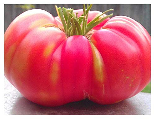 PREMIER SEEDS DIRECT - Tomato Seeds - Brandywine Pink (400 Seeds)