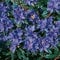 Zwerg Rhododendron Gletschernacht 20-25cm - Rhododendron russatum - Zwerg Alpenrose