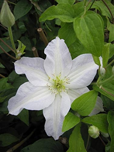 Clematis Yukikomachi (60-100 cm) - Waldrebe/Klematis