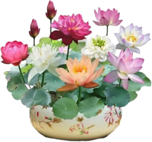 The Sacred Bonsai Bowl Lotus Flower, Bonsai Bowl Lotus Flower Seeds, Mixed Color Bonsai Bowl Lotus Seeds, Beginner-Friendly Water Lily Planting in Water Lotus Seeds for Kitchen Garden Pond (100PC)