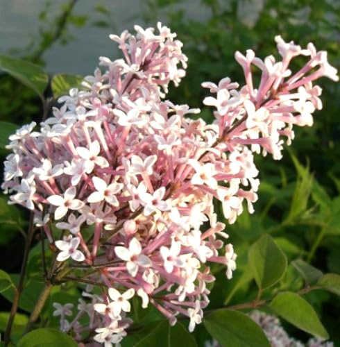 Zwerg Flieder Duftflieder Syringa microphylla Superba 60-80 cm Langzeitblüher winterhart Freilandaufzucht
