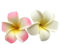 2 Pcs White and Pink Hawaiian Frangipani Plumeria Clips and Barrettes Foam Head Flower Party Beach Hair Clip Hair Clips Hair Accessories 7Cm