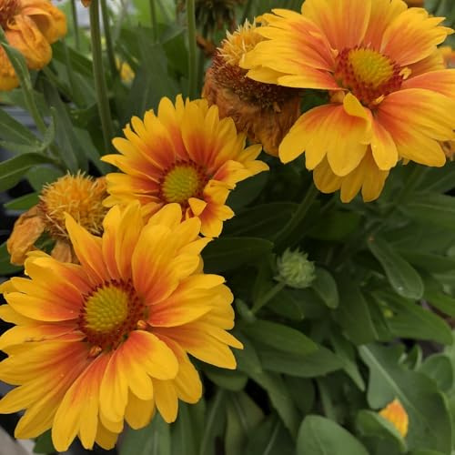 Bedwen Gaillardia 'Mesa Peach' 2L Plant – Blanket Flower Yellow-Orange Long-Flowering Perennial for Pollinator Gardens & Patio Pots
