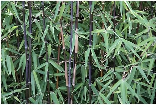 1 x Fargesia nitida 'Black Pearl' im XXL Topf (Bambus/Immergrün/Ziergras/Mehrjährig) Schwarzer Bambus - Kompakt, winterhart und absolut blickdicht - macht keine Wurzelausläufer - von Stauden Gänge