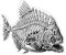 Piranha Skelett Aufkleber Sticker Fische Tiere Coole Motive Angler ca. 11x9 cm