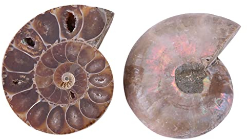 Spécimen d'ammonite 2Pcs Spécimen de Coquille Shell Madagascar Pierres Naturelles et minéraux(4cm) Ammonite fossile fossilien+Ammonite