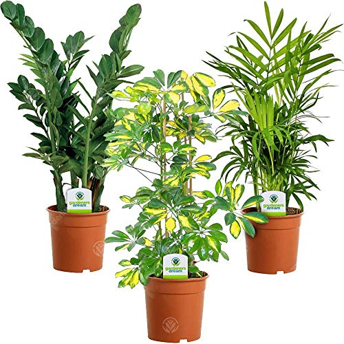 Assortiment de Plantes d'intérieur - 3 Plantes – Superbe Plantes Vivantes en pot pour la Maison ou le Bureau (Assortiment A)