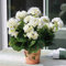 Saterkali Pelargonium-Samen, 100 Stück Pelargonium-Samen, Geranien-Blumengarten, Balkon, Bonsai-Topfpflanzen-Dekor Weiß