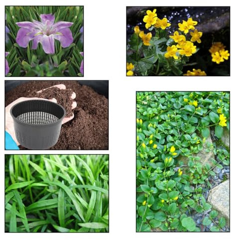 Lincolnshire Pond Plants Ltd - XS Pack Louisanna Heather Stream - 3 Marginal Plants & 1 Oxygenating Plant - Live Water Plant Aquatic Pond Lake Marginal