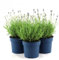 Lavanda Lavandula angustifolia officinalis 3 piante aromatiche in vaso ø14 cm Vivaio di Castelletto