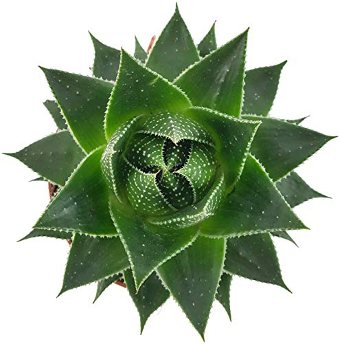 Fangblatt - Aloe Cosmo - atemberaubende Sukkulente - pflegeleichte Zimmerpflanze - die Aloe wächst kugelartig und ist eine Schönheit auf dem sonnigen Fensterbrett