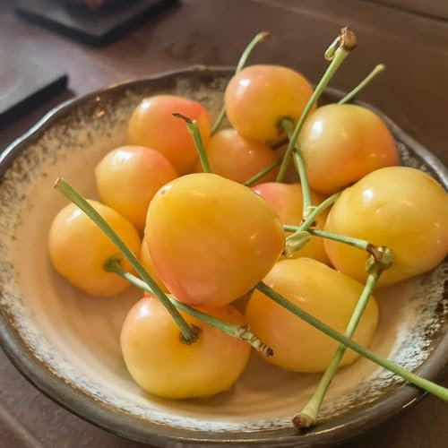 kirschbaum samen - säulenobst garten obstbäume balkon blumensamen hochbeet pflanzen für garten alte sorten saatgut exotische früchte stauden winterhart mehrjährig zwergobstbäume mini 20pcs