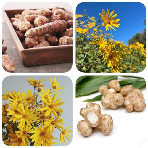 3 pcs topinambur knollen zum pflanzen, kletterpflanzen winterhart, kübelpflanzen Topinamburknollen (Helianthus tuberosus) garten geschenke für frauen nachhaltige geschenke, pflanzen