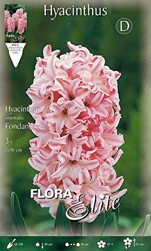 Flora Elite 110818 Hyazinthe Fondant (Hyazinthenzwiebeln)