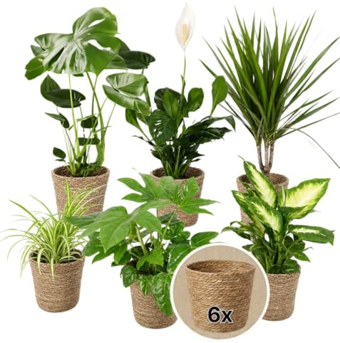 “Luftreiniger” Pflanzenset + 6x Seegraskorb | 6er-Set | Monstera, Spathiphyllum, Dracaena, Dieffenbachia, Grünlilie, Fatsia | ca. 40-70 cm | Ø 12-15 cm Topf | Pflegeleichte Zimmerpflanzen