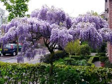 Japanese Wisteria FLORIBUNDA Rare Vine Flowering Purple Wood Tree Seed 10 Seeds