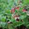 6 x Rotblühendes Lungenkraut - Pulmonaria Rubra 'Redstart' Topf 9x9cm: Rote Farbtupfer für den schattigen Garten