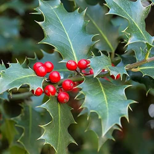 Acebo Vivo para Navidad Planta Viva Natural Hojas Espinosas Frutos Rojos en Temporada