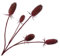 Silk-ka Kunstblume-Seidenblumen Distel Rot 102 cm