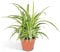 La Green Touch - Chlorophytum variegata - Plante d'intérieur - Pot 12cm, Hauteur 12 cm