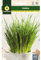 Mascarell Semillas, CEBOLLINO, Semillas de Hierbas Aromáticas para Plantar, Crea tu Propio Huerto en Casa. 2 Gramos