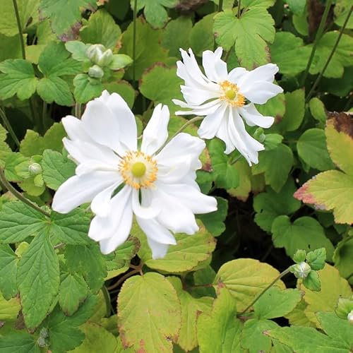6x Anémone du Japon - Anemone hybrida ‘Whirlwind’ - Godet 9x9cm