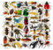 AUCEKO 50 Stück Insekten Aufkleber Pack Insekten Sticker Set wasserdichte Vinyl Sticker für Laptop Kinder Autos Motorrad Fahrrad Skateboard Gepäck Koffer Computer Aufkleber Graffiti Decal