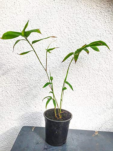 Moso Riesenbambus, Lieferhöhe von 40 bis 60 cm - 2,5 Liter Topf | winterharter Riesenbambus mit einer Wuchshöhe von bis zu +10 Meter