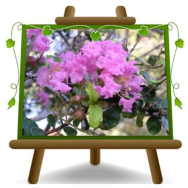 EURO PLANTS VIVAI Lagerstroemia Indica Cespuglio Viola Pianta Ornamentale - su Vaso da 18 cm - Altezza 50-60 cm