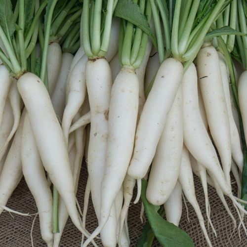 Radieschen Eiszapfen ca. 400 Samen - bis zu 12 cm lange, weiße Radieschen